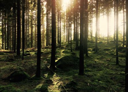 Sun shining on moss covered forest