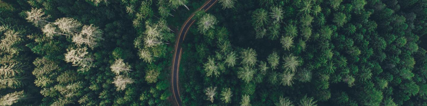 road in a green forest from above