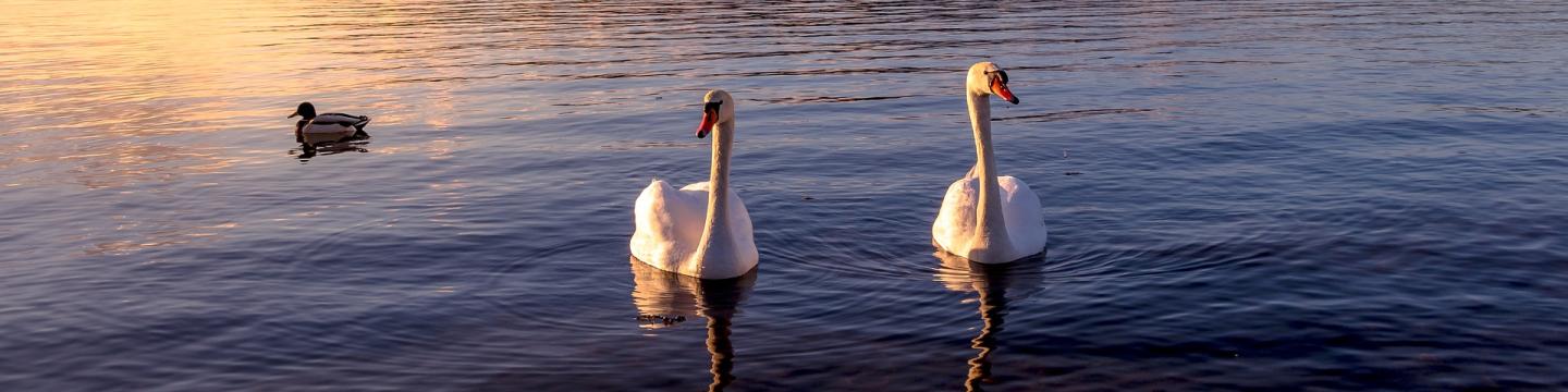 Two white swans floating on still lake 
