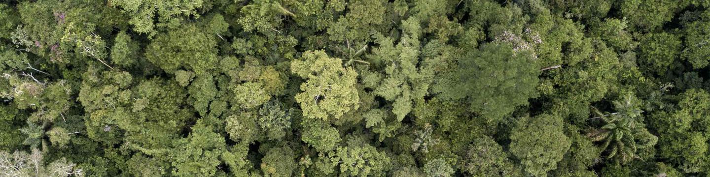 Rainforest photographed from above with drone