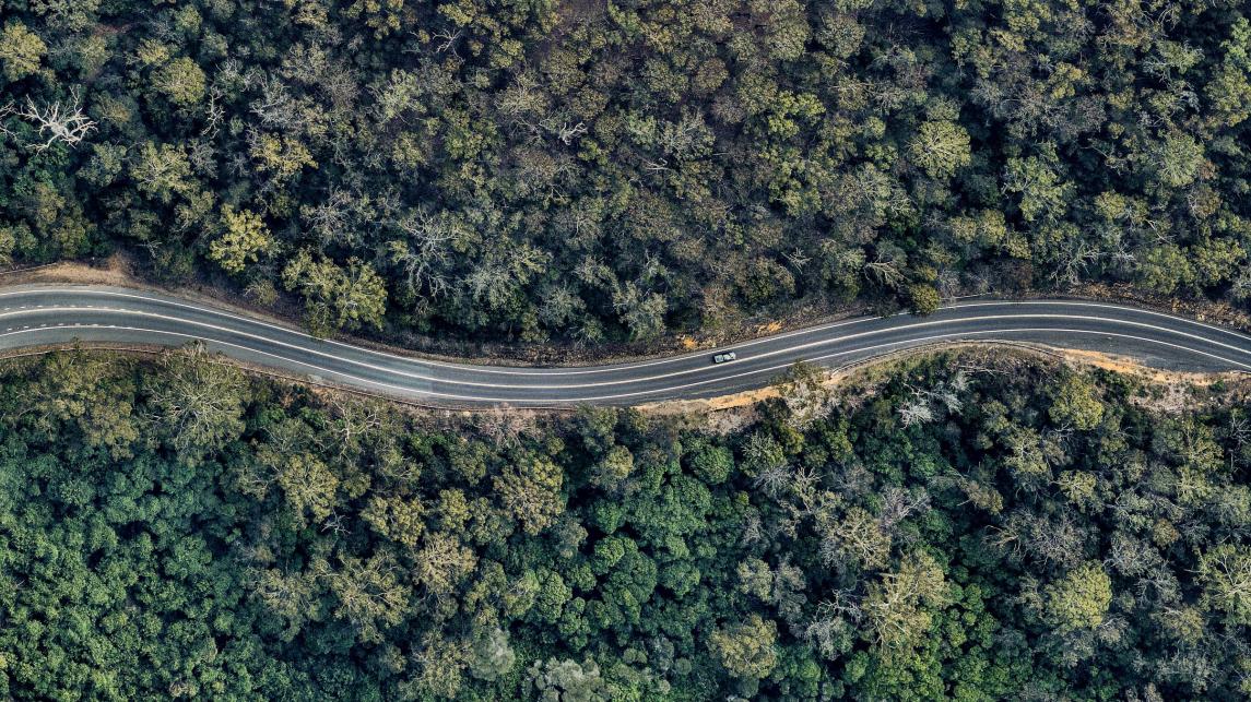 Curvy road in forest
