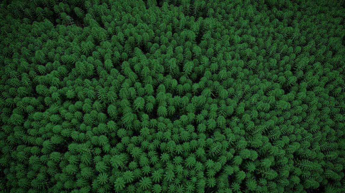 Tree-based drone inventory