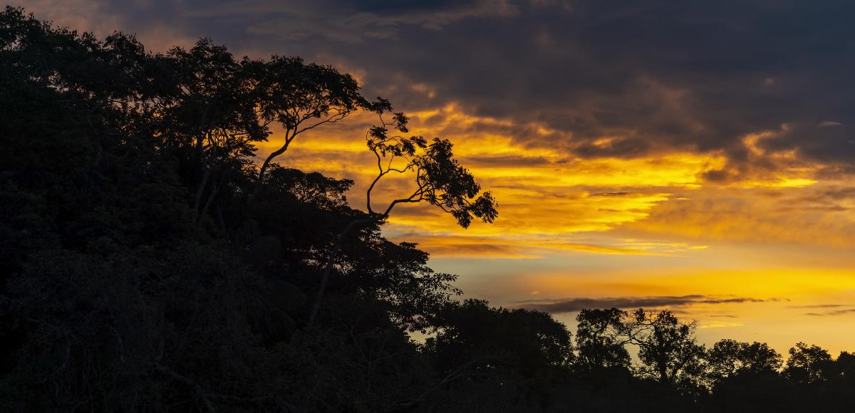 Tropical forest silhouette against sunset sky