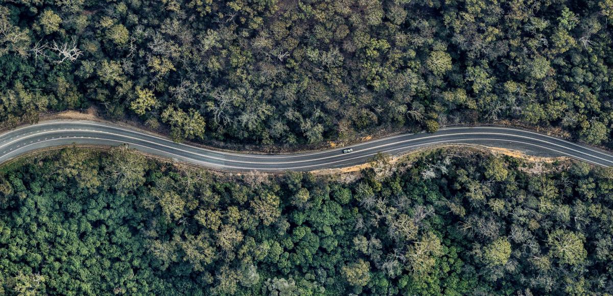 Curvy road in forest