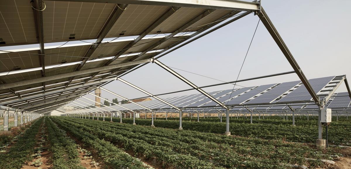 Solar panels and agriculture