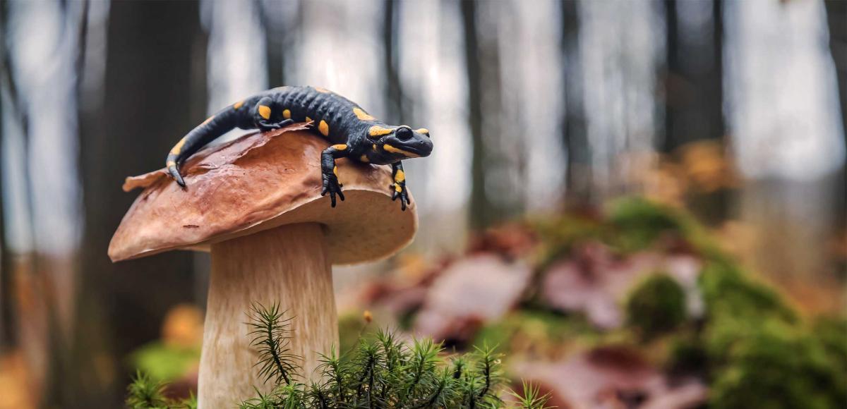 Fire salamander resting on top of mushroom in forest