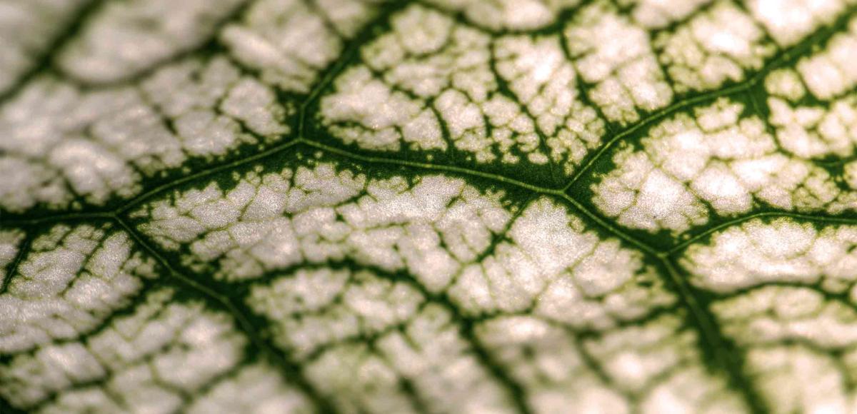 Closeup of plant epidermis used in bio-based material and biofuel research