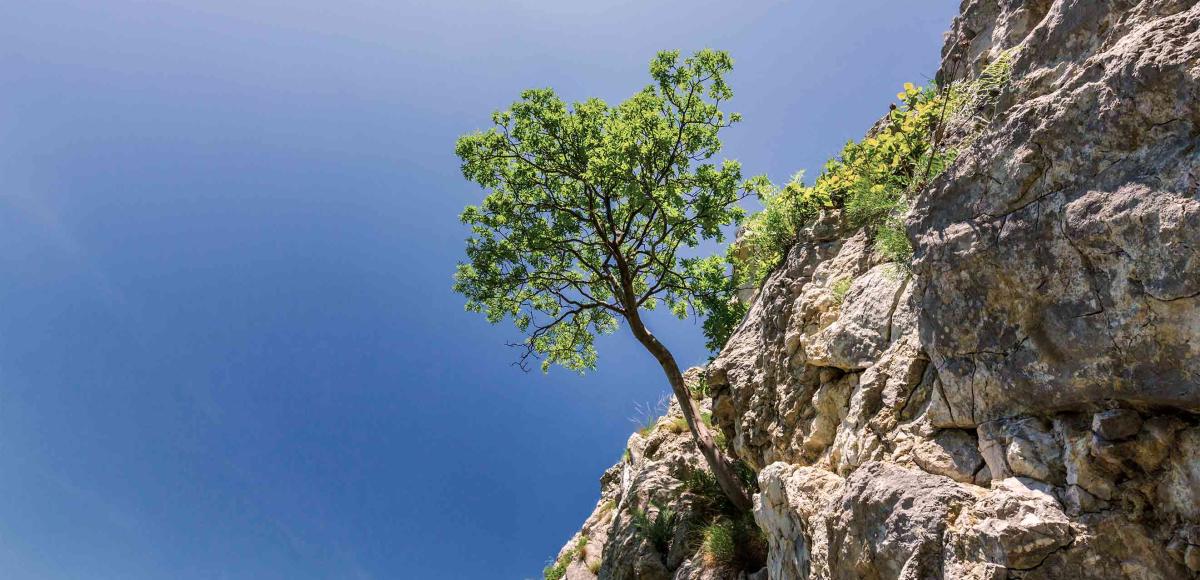 Single tree growing from barren cliffside representing resilience