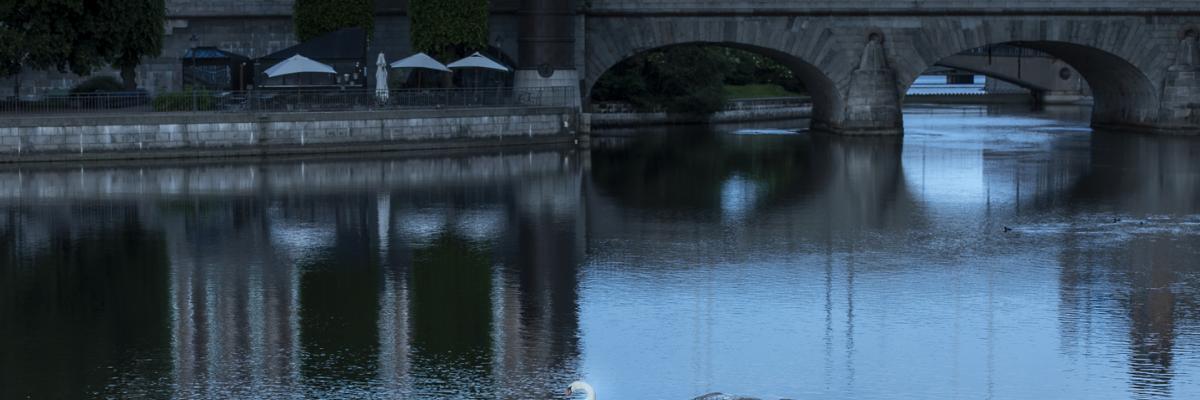 Swan standing on a rock in the water, old bridge in the background 