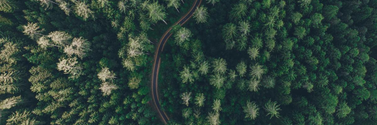 road in a green forest from above