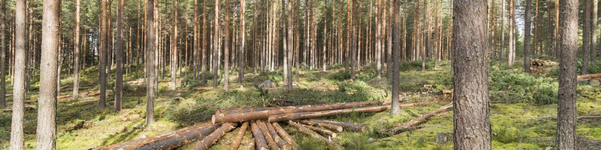 Pine Forest in Finland