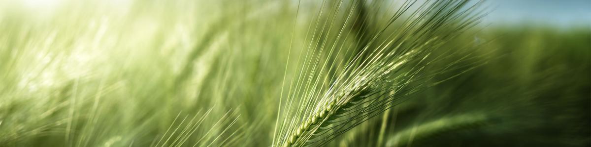 barley-field-nature-green-sky-food-beverage-malt