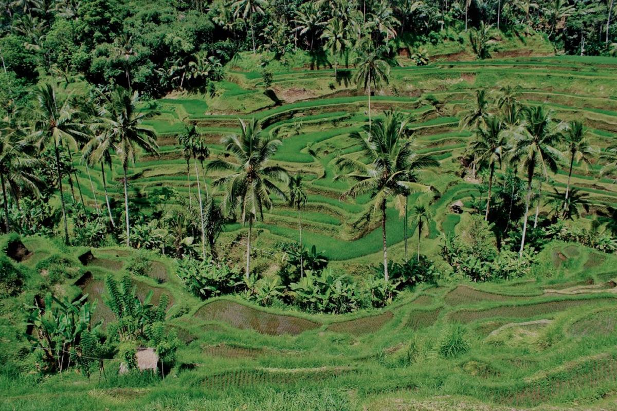 Terraced fields and tropical trees