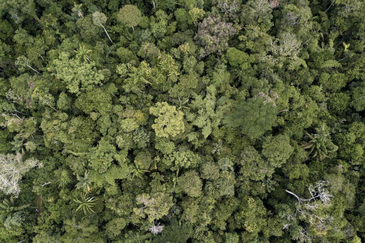 Rainforest photographed from above with drone