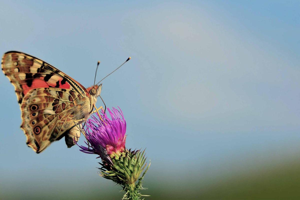 Brownish butterfly on top of purple flower