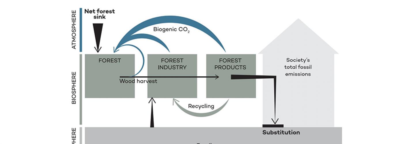 Illustration of forest and forest based industrial sector