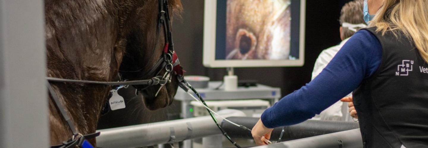 Endoskopiundersøkelser av hest