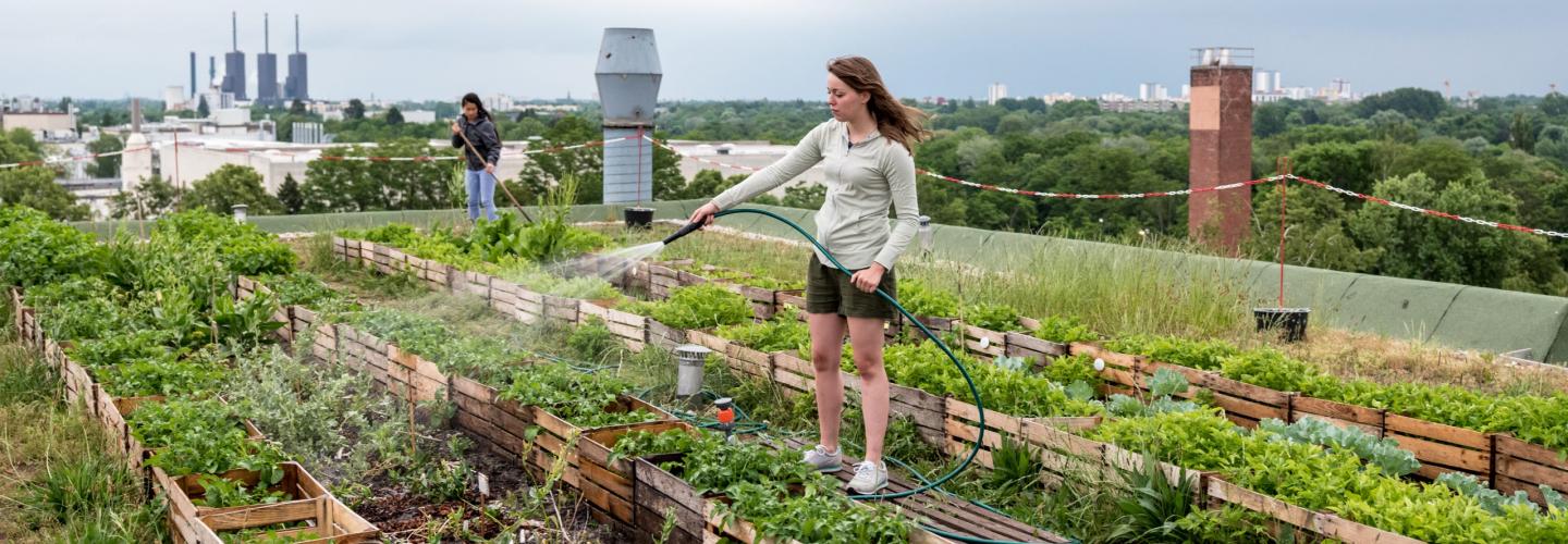 A woman is standing on a roof watering green plants