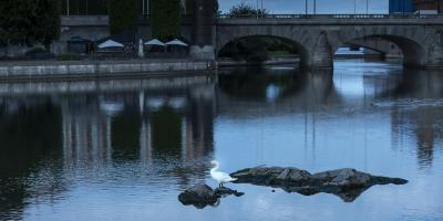 Swan standing on a rock in the water, old bridge in the background 