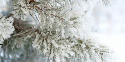 Covered with hoarfrost and snow, twigs and pine needles