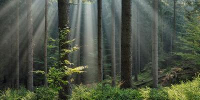 Green forest with a ray of light