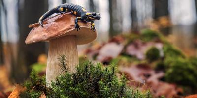 Fire salamander on top of mushroom in forest