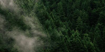 Partly clouded air view of evergreen forest