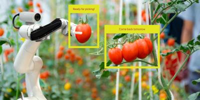 AI robot choosing tomatoes 