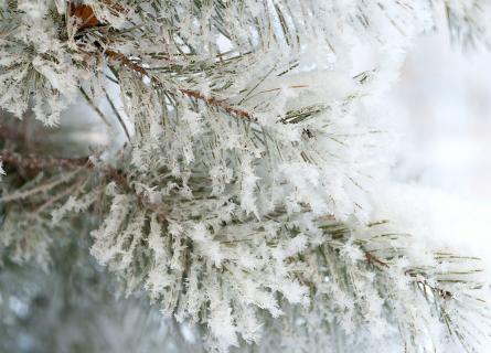 Covered with hoarfrost and snow, twigs and pine needles