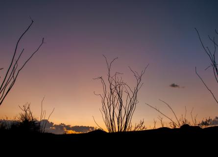 Texas sky at sunset in the summer with branches in silhouette