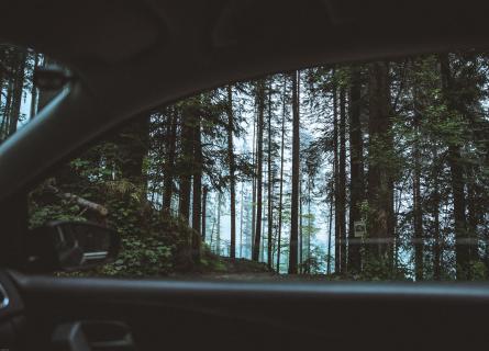 view on dark forest from the inside of a car