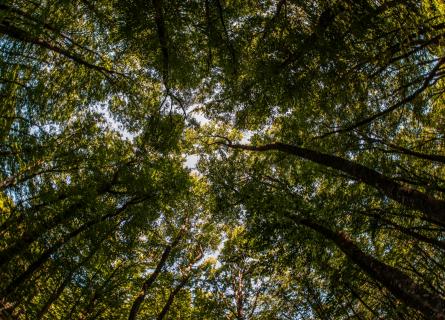 Looking up at forest canopy
