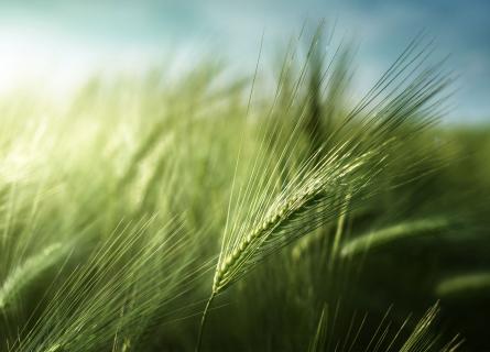 barley-field-nature-green-sky-food-beverage-malt