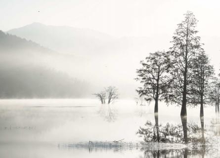Trees growing in foggy lake in China