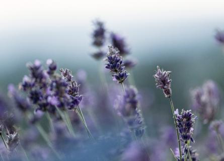 Lavender growing in the wild