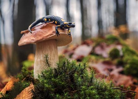 Fire salamander resting on top of mushroom in forest
