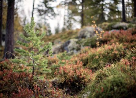 Spruce sapling growing in rugged northern forest
