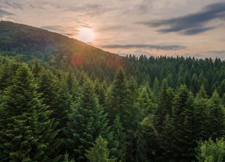 Sunrise over vast forest serving as biomass resources