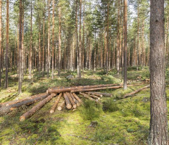 Pine Forest in Finland