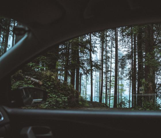 view on dark forest from the inside of a car