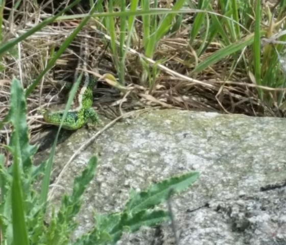 Zauneidechse auf Stein