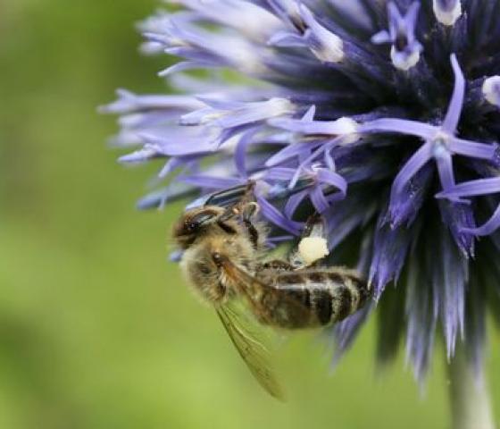Biene bestäubt Blüte
