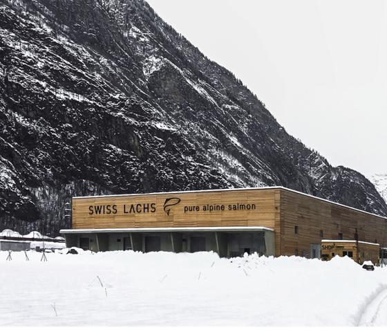 Swiss lachs landed based fish farming