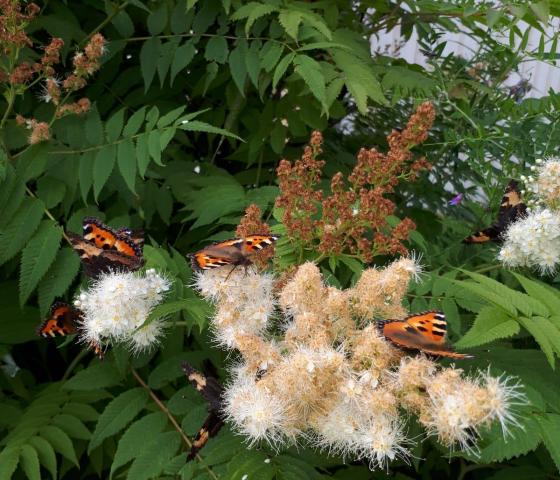 Butterflies sitting on white blossom on tree