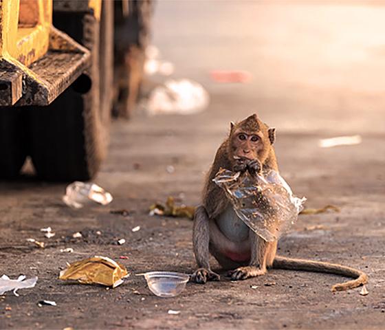 Wildlife monkey eating food from plastic bag amid litter close to garbage truck in city