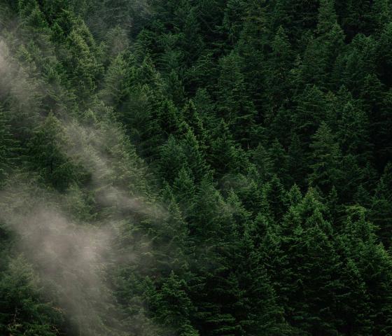Partly clouded air view of evergreen forest