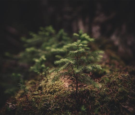 Single lit spruce sapling growing surrounded by dark forest background