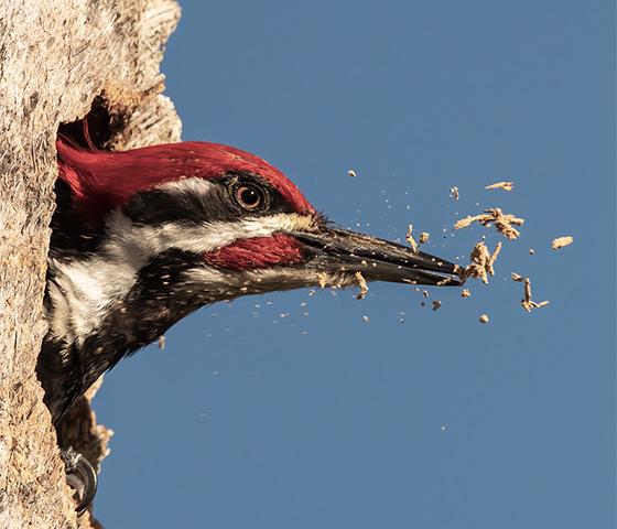 Woodpecker breaking through a tree trunk from within.