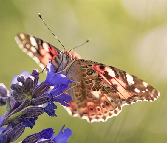 Close-up of a butterfly feasting on a flower 
