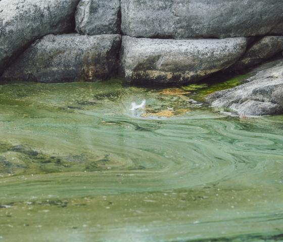 Raw material from seaweed, image: Origin by Ocean